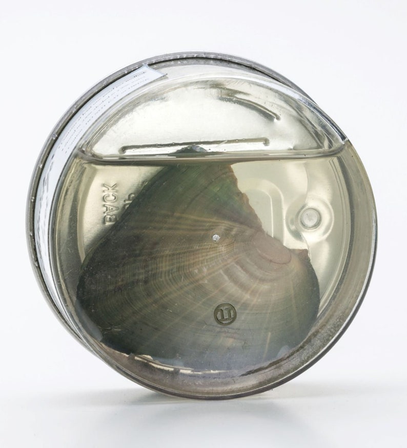 Pearl Essence™ - Pearl Necklace Giftset